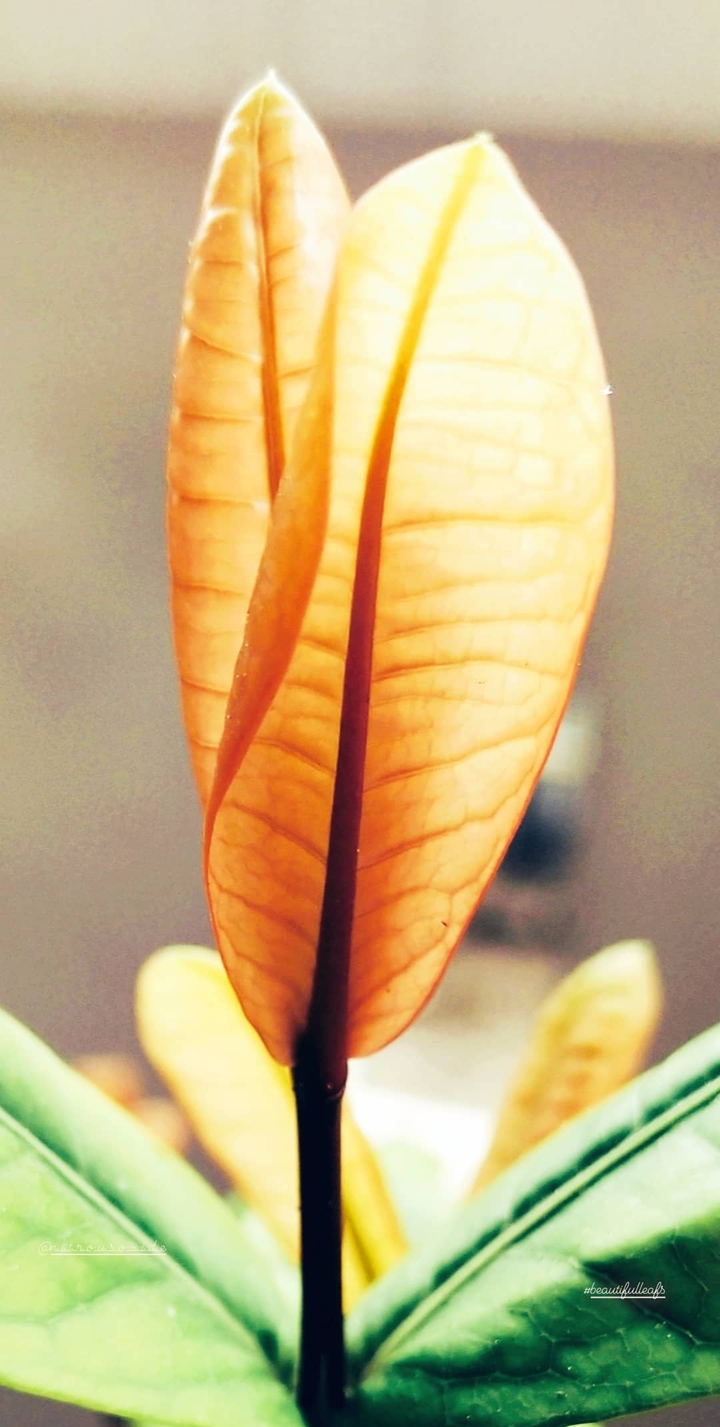 beautifulleaf