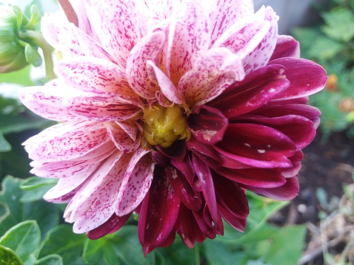 dahlia. pink