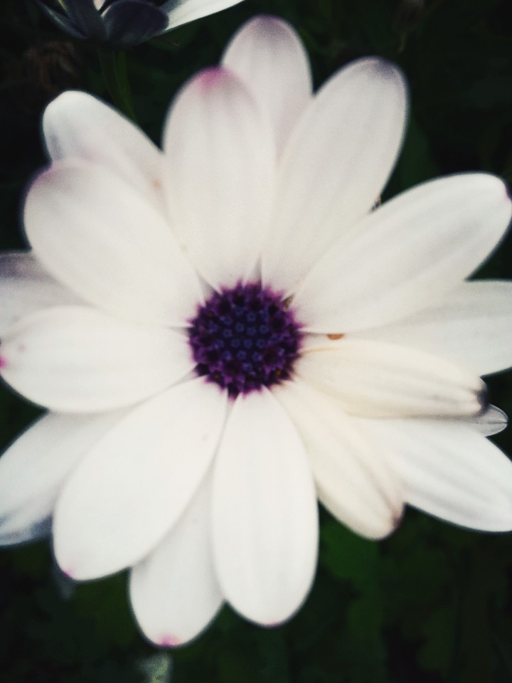 белый цветок, White Flower