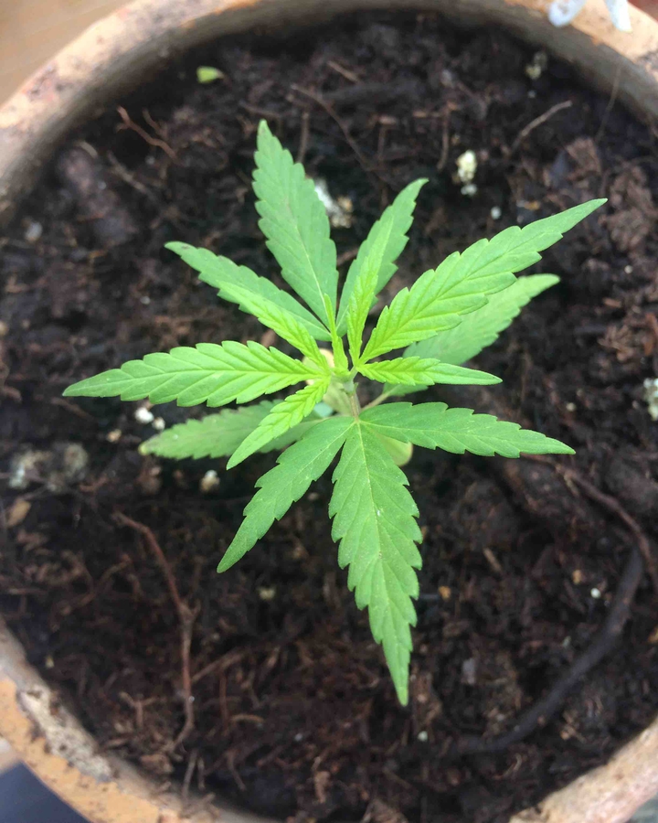 20 días ?