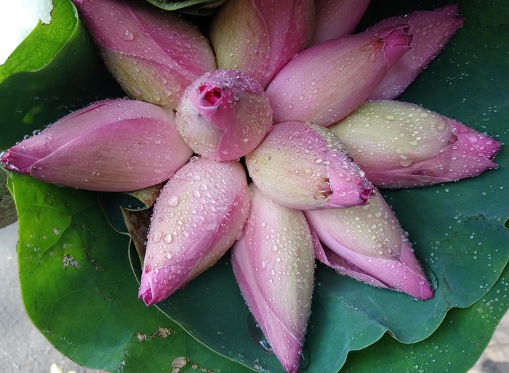 sen hồng