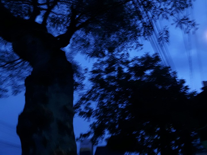 trees