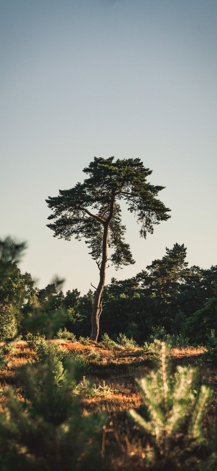 forest tree