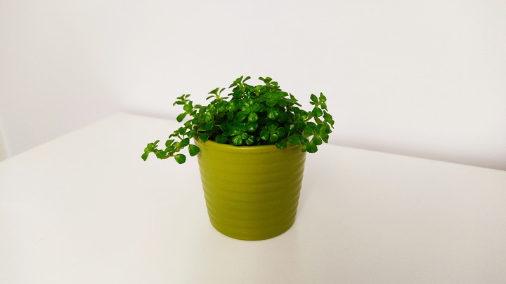 succulent