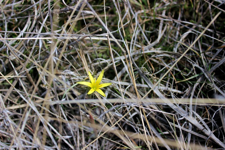 Flower/Цветок