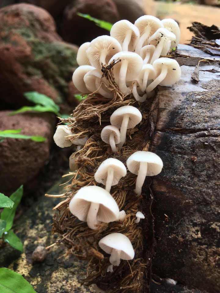 miniaturas en el jardín