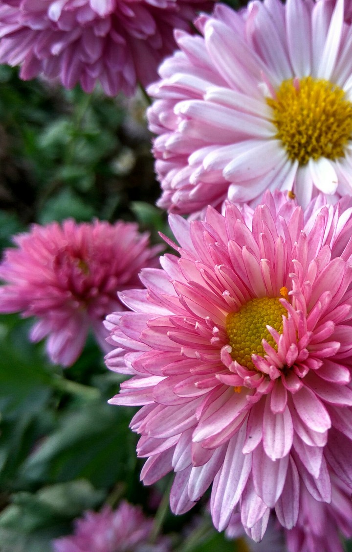 flowers