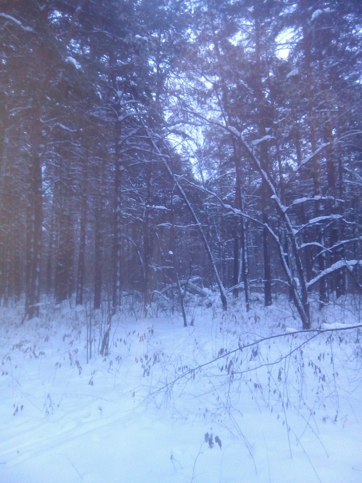 Зимний лес.