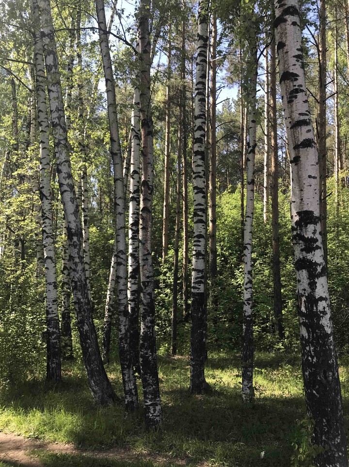 Березы