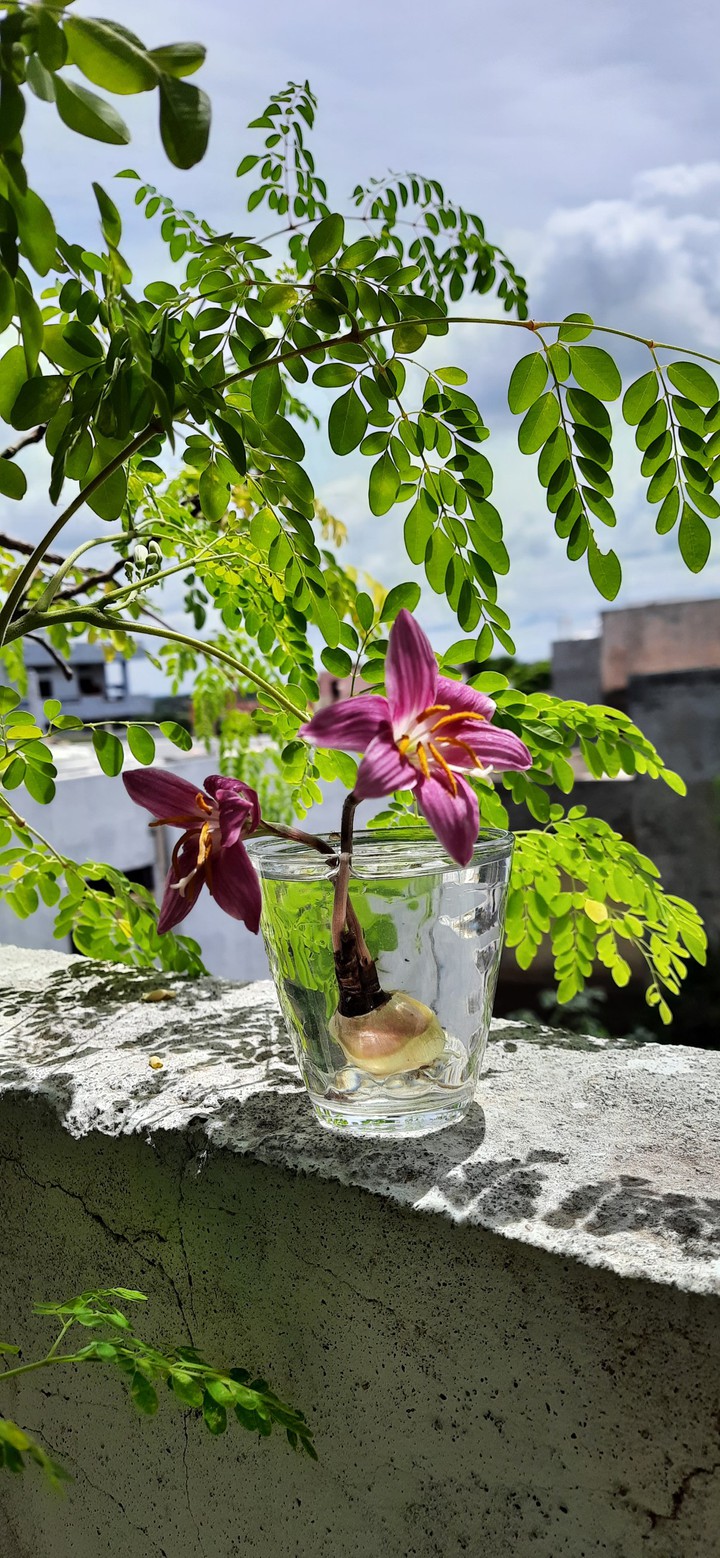 flower