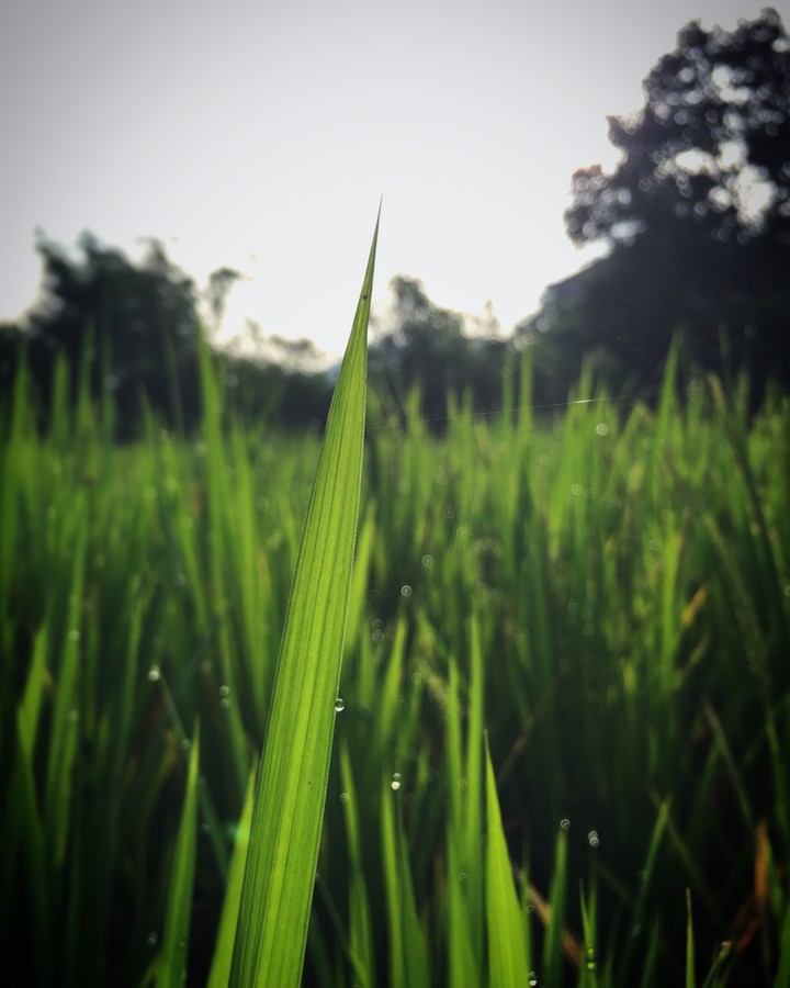 Green Grass