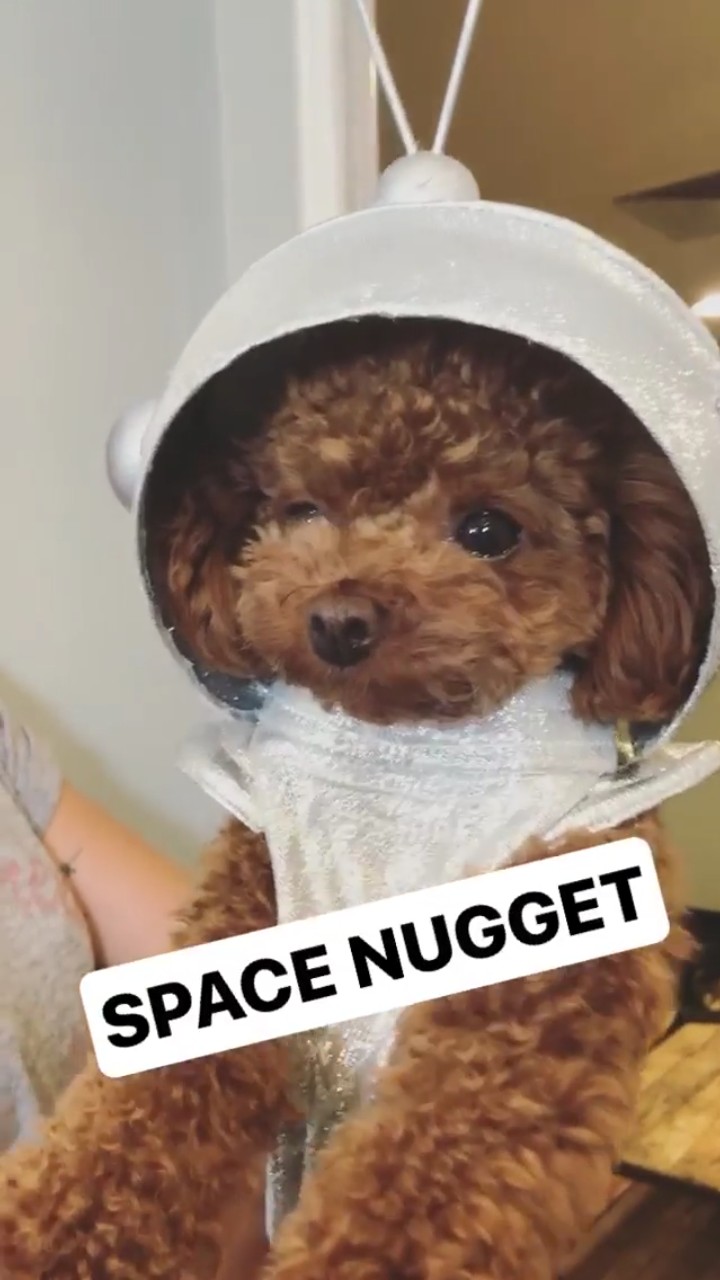 teacup poodle