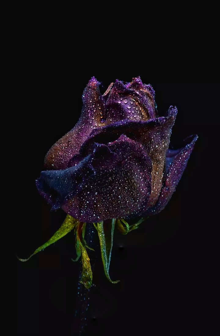 Dark Roses