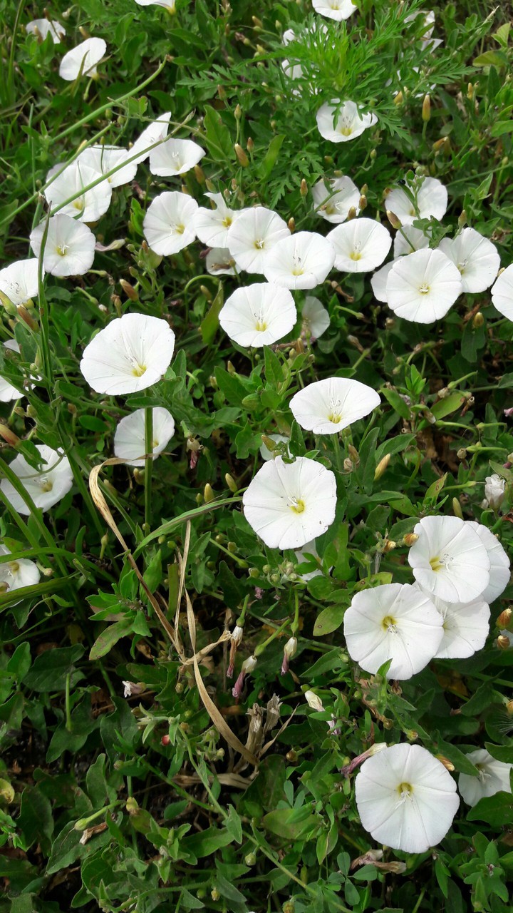 Field bindweed