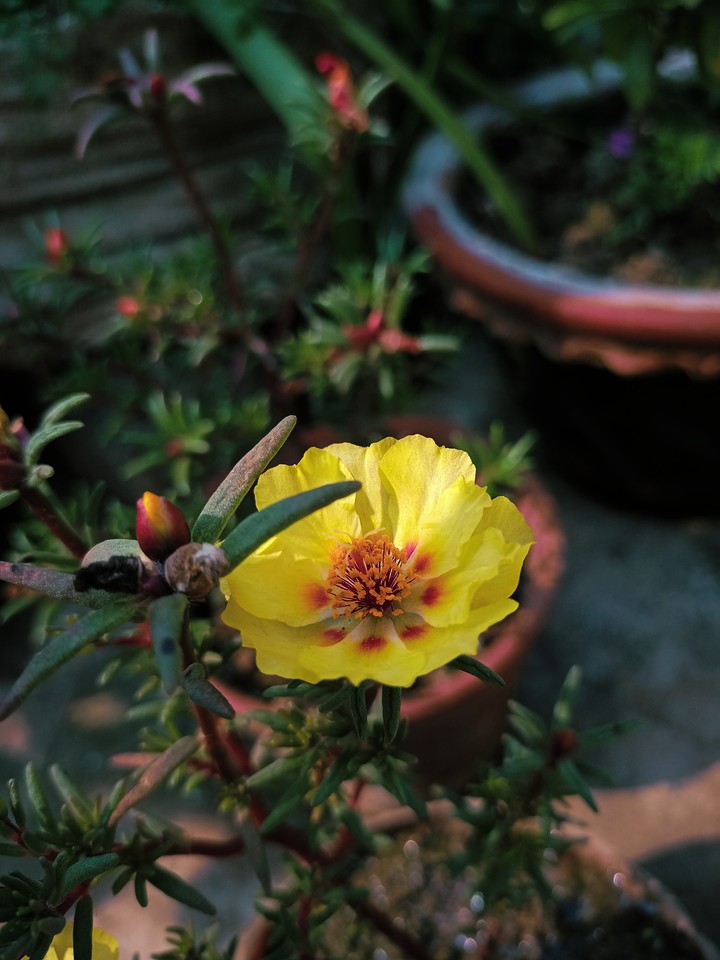 flower