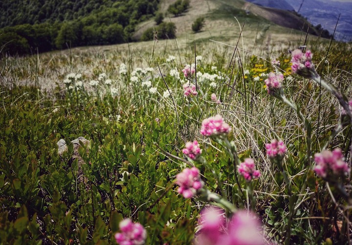 Meadows