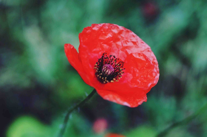 red poppy