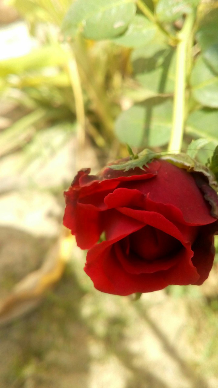 red rose