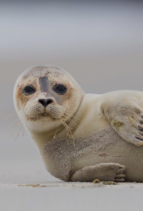 sfondi Seal, Carnivore