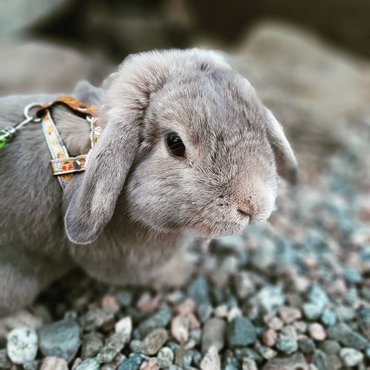 rabbit