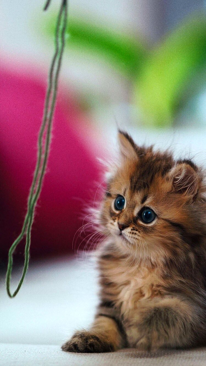 Kitten