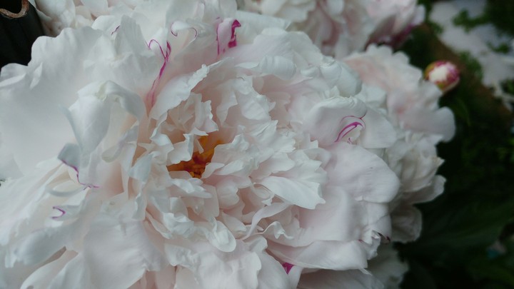 White Paeonia