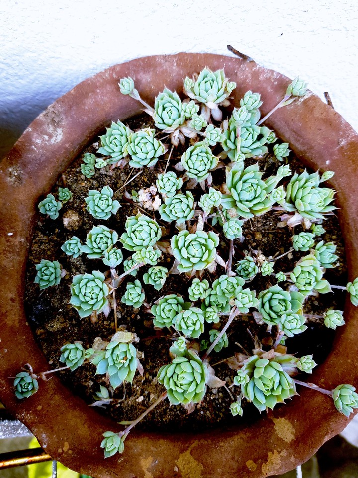 succulents