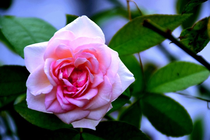 Rose