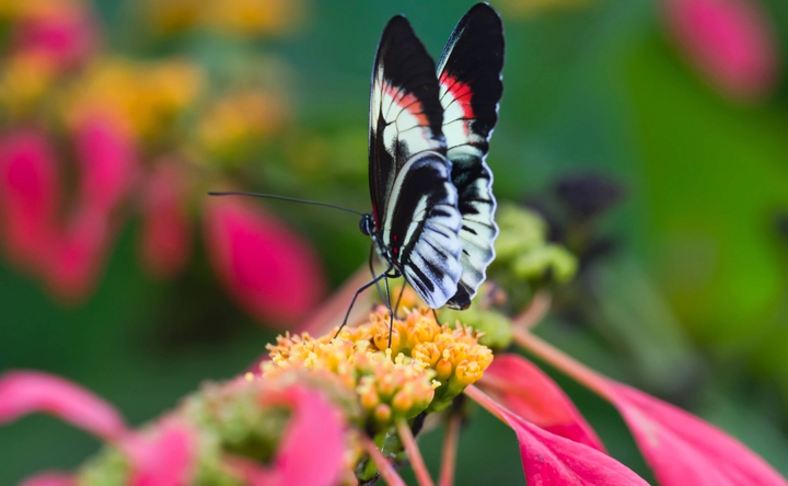 butterfly