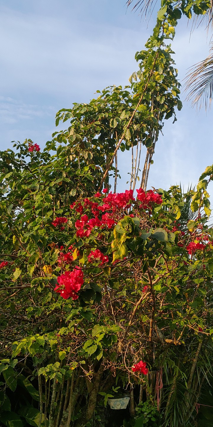 primavera ?
