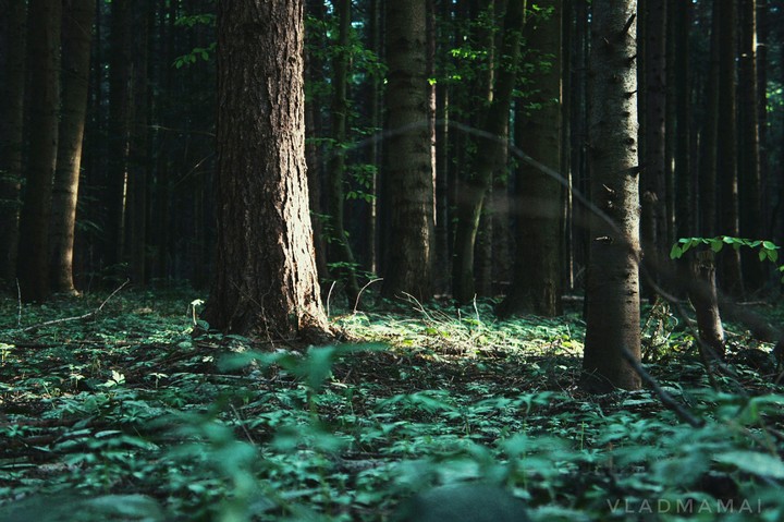 A magical forest