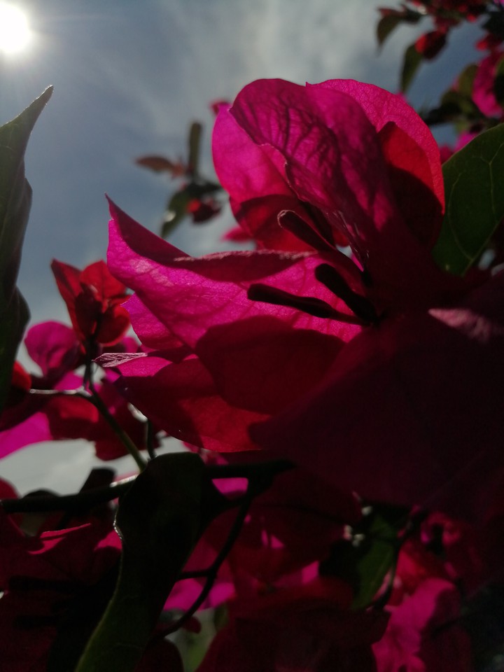 flower