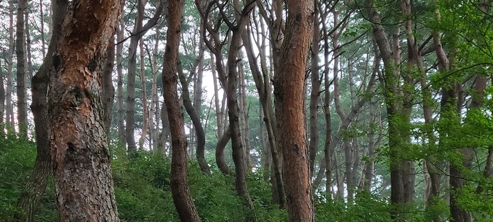 소나무