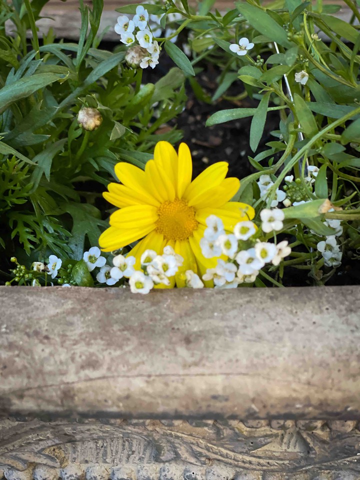 white & Yellow