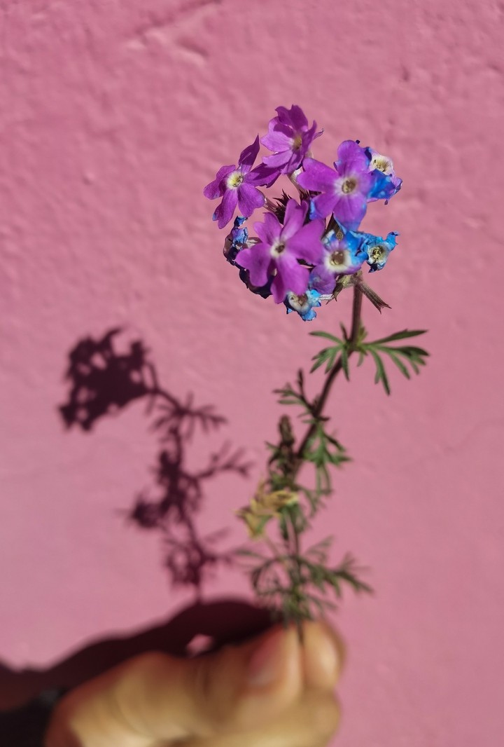 Flower