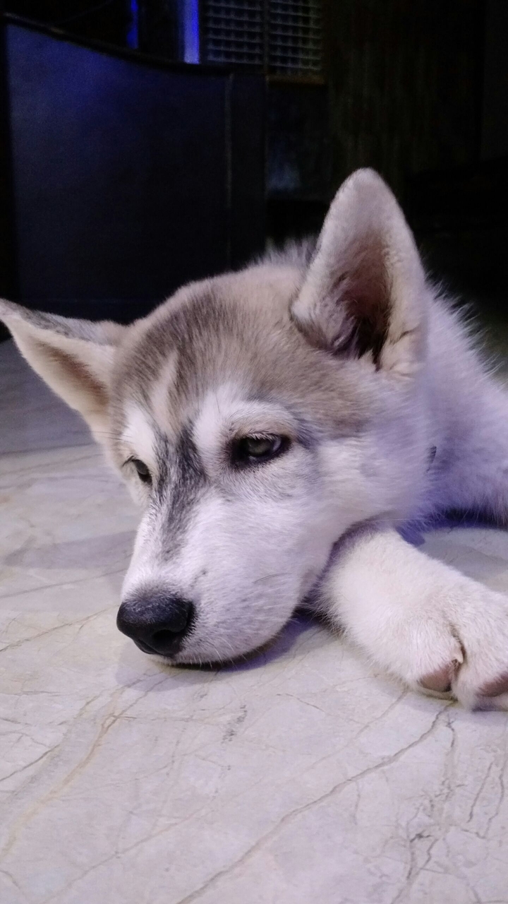 Siberian Husky
