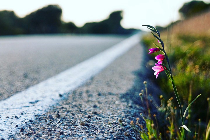 Street flowers