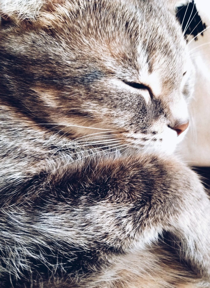 коша