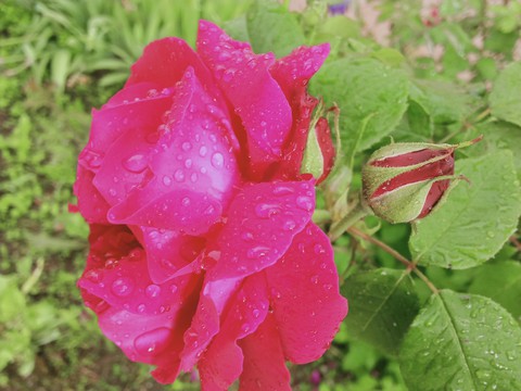 rose