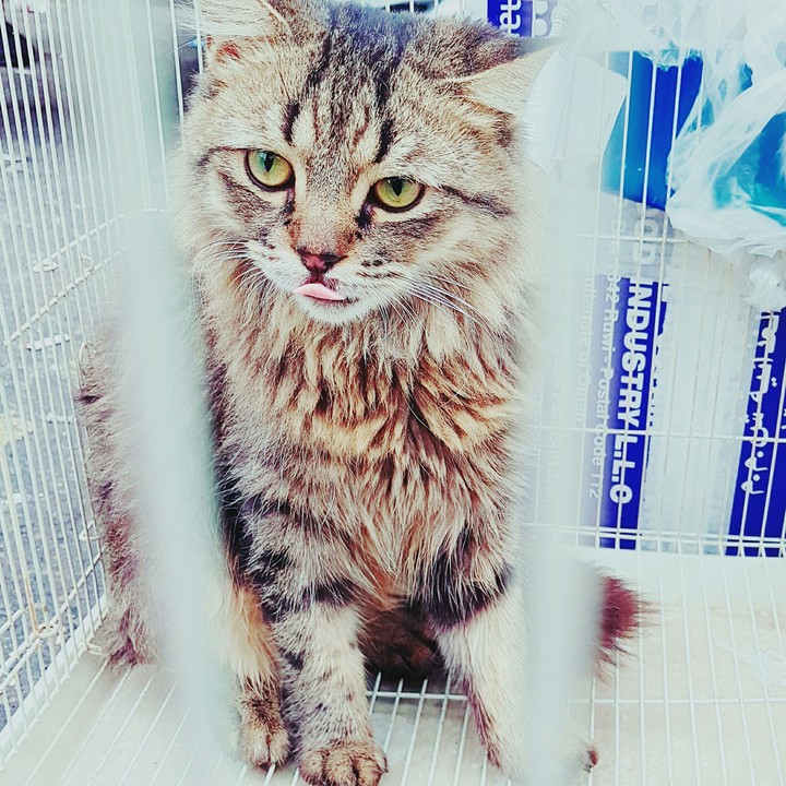 cute cat