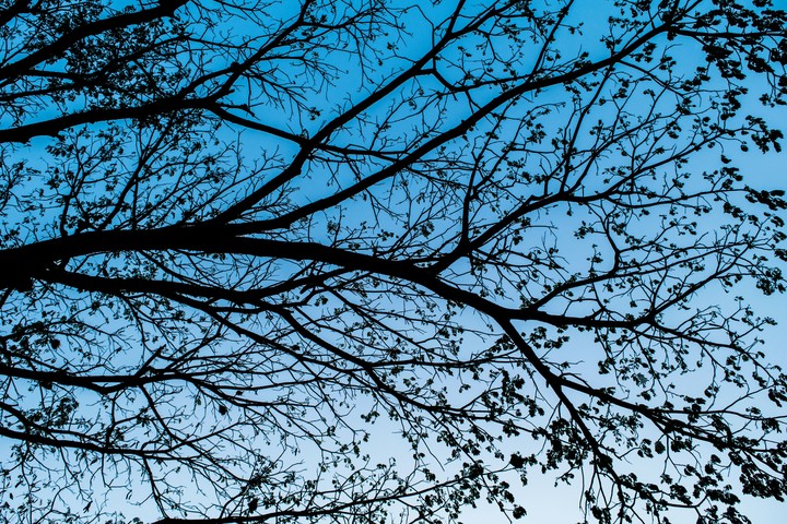 Branches