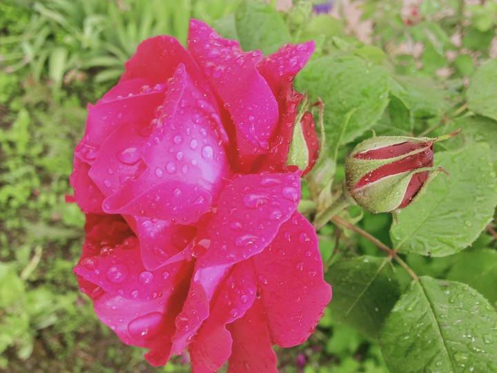 rose