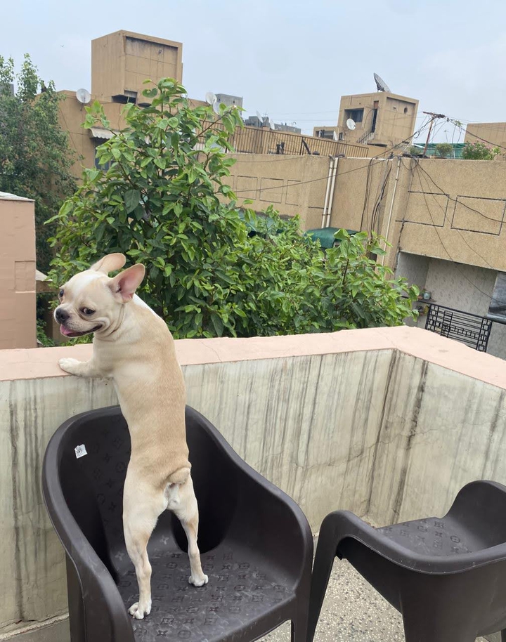 Frenchie bulldog