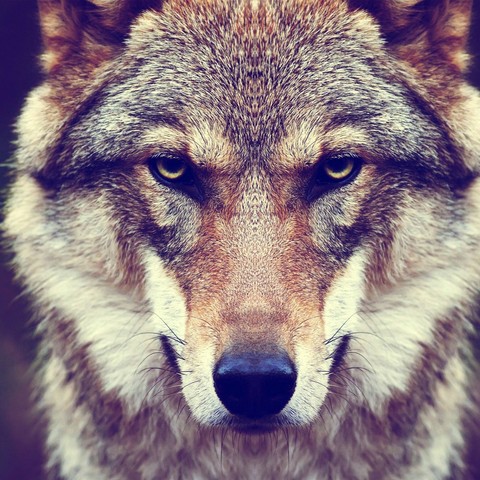 Gray wolf