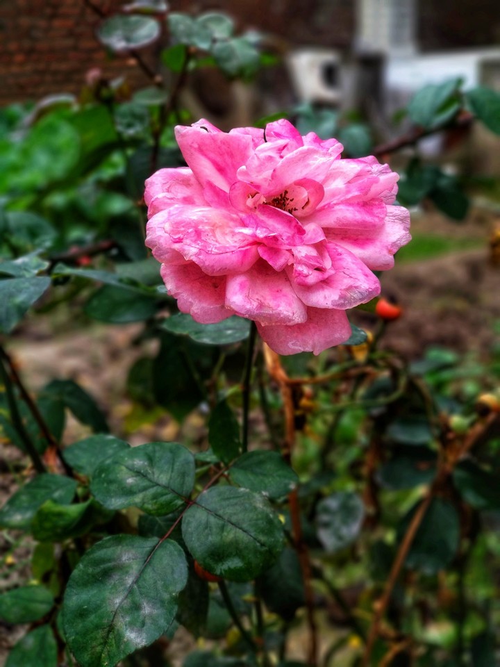 rose in my garden