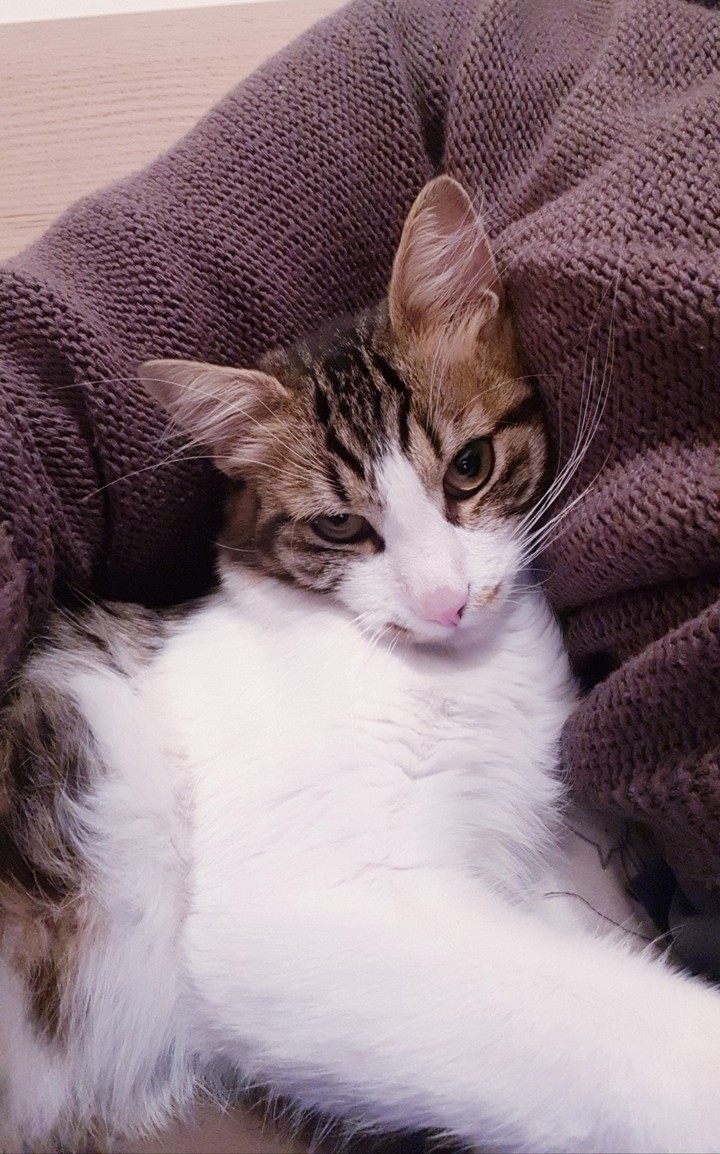 ?????Neko