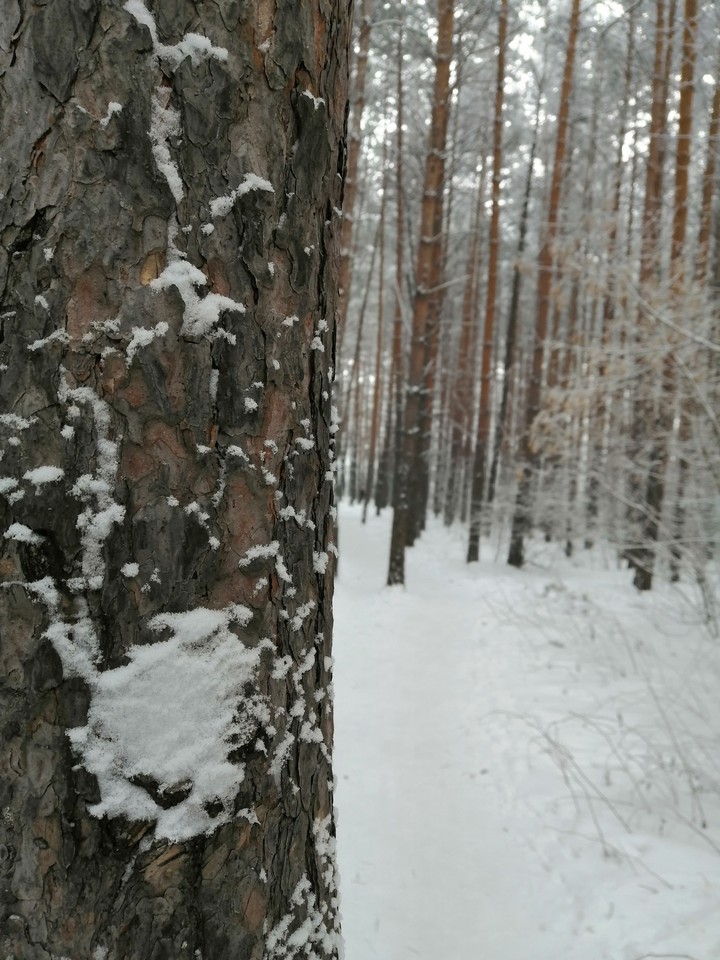 Siberia forest