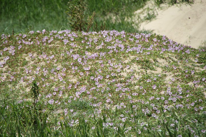 Flower at the beach