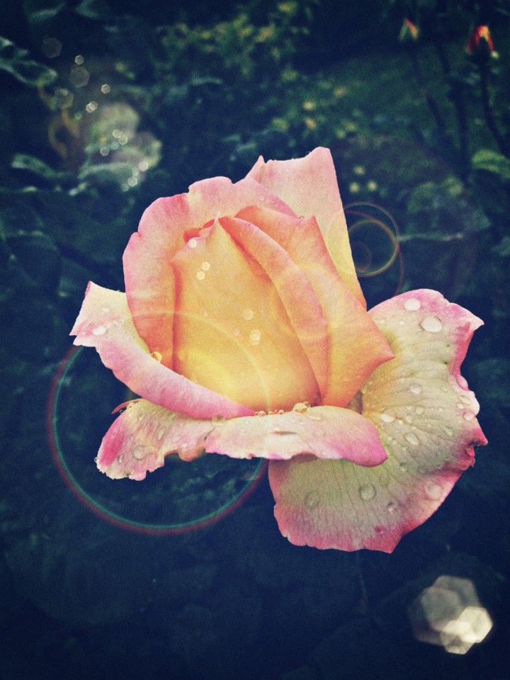 tea rose