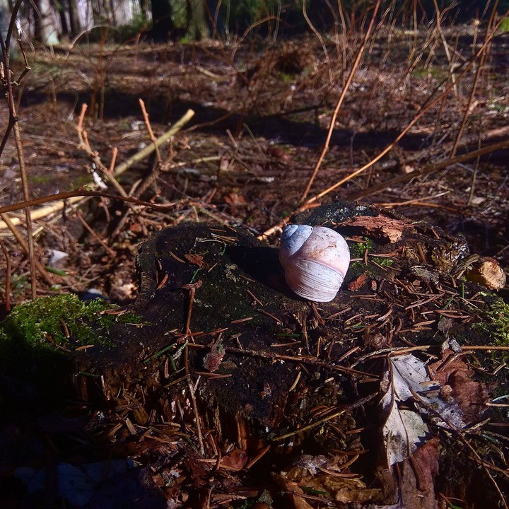 Snail